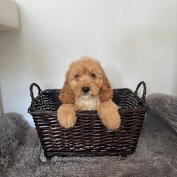 Miniature cockapoo puppies PRA Clear show type/Cockapoo/Female/Sex: Male,Hi I am now taking viewings for my beautifully litter of miniature PRA clear cockapoo puppies Mum sandy has been amazing she's a show type cocker spaniel our family pet. Dad’s also our family pet his a toy poodle who loves to play. Puppies have been health checked first and second vaccination and are all up-to-date with worming and fleeing and  also microchipped. Mum and dad can both be seen when viewing puppies please feel free to give me a call to arrange a viewing or for any more information thank you. 