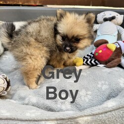 9  Beautiful Pomeranian Puppies – Ready for Their Forever Homes! /Pomeranian/Female/Sex: Mixed Litter,We are delighted to introduce our gorgeous litter of 9 Pomeranian puppies, born at the beginning of June and ready to leave for their forever homes from 1st August.