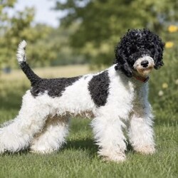 Hank – Mini/Miniature Poodle									Puppy/Male	/6 Weeks,HANK is an adorable Mini Poodle puppy who cant wait to meet you! He is black and white with tan points! These playful pups have great loving personalities and our family raised. All vet paperwork, shots & dewormer   30 day health guarantee are all provided with Hank. Including a small bag of puppy food and informational packet to also take along home. If your interested in Hank or his sister Hannah please give us a call today to schedule your appointment to meet them!
