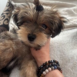 Adopt a dog:Georgeus Yorki boy for sale/Yorkshire Terrier/Female/Sex: Male,Here we have our beautiful Yorkshire terrier males they are fully wended from mummy now see the vet and received he’s vaccination fle treatment microchip and fully health check please call for detail
