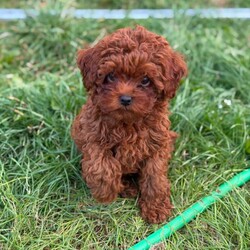Adopt a dog:Tiny & Adorable Asian Toy Poodle Boys – Ready for Reservation! /Toy Poodle/Female/Sex: Male,Meet these two absolutely adorable Asian Toy Poodle boys!  They are tiny, sweet, playful, and full of personality — perfect little companions for a loving home.
