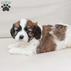 Kingston/Cavachon									Puppy/Male	/June 27th, 2026,Kingston is one of four in his litter, with an approximate adult weight of 12 to 18 lbs  .