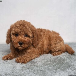 Quest/Cavapoo									Puppy/Female	/9 Weeks,Hello, this is Quest! Are you looking for a puppy with a bit of spark? Look no further than Quest as she seems to be quite the feisty puppy for her small age! She will bring you joy! 