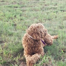 Serenity/Mini Goldendoodle									Puppy/Female	/8 Weeks,Meet Serenity! She would love to be a part of your family! Look no further than this adorable little girly! Family raised, up to date on shots and dewormer, and comes with a 1 year genetic health guarantee. She’s socialized with our children, who help care for the puppies!! She comes with a small bag of food, blanket, toy and a collar. Give us a call today! We’re open Monday-Saturday 8-8 and closed on Sundays. Sunday messages will be returned on Monday. Country Echo Pets,  Raymond Lapp Sunbury Pa 17801 Pa License #17927
