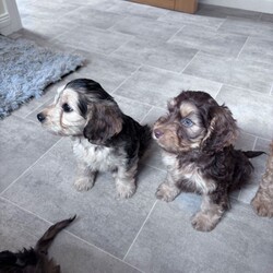 Adopt a dog:Cockapoo puppies ready to leave 3 left /Cockapoo/Female/Sex: Mixed Litter,*updated. All pups has had health check, vaccine & chipped. Ready to leave