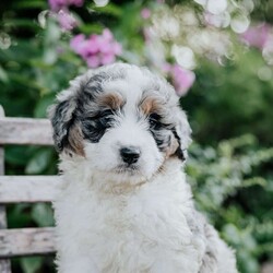 James/Mini Bernedoodle									Puppy/Male	/June 14th, 2026,Meet our sweet natured friendly lil Bernedoodles, they are well socialized by our children who take them all over the Farm!! Be it on wagon rides, stroller rides or even nap time!