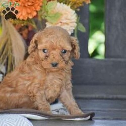 John – F1B/Cavapoo									Puppy/Male	/June 24th, 2026,Looking for a Cockapoo puppy thats F1B generation!? To welcome into your family?! Look no further than these adorable puppies! We have a great litter of 3 pups available; These 3 cuties are TINY so if your specifically looking for a small weight even into adulthood these pups would be your perfect match! This litter is vet checked with all paperwork, shots & dewormer, 1 Year Health Guarantee & more! If your interested in learning more or you’d like to schedule an in person visit, give us a call today! The F1B Cavapoo dog breed is hypoallergenic and less shedding, great family personality dog breed!
