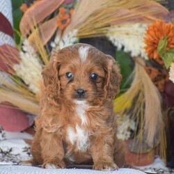 Doris – F1/Cavapoo									Puppy/Female	/June 24th, 2026,Looking for a Cavapoo puppy thats F1 generation!? To welcome into your family?! Look no further than these adorable puppies! We have an adorable little girl named Doris currently available; She is vet checked with all paperwork, shots & dewormer, 1 Year Health Guarantee & more! If your interested in learning more or you’d like to schedule an in person visit, give us a call today! The F1 Cavapoo dog breed is hypoallergenic and less shedding, great family personality dog breed!