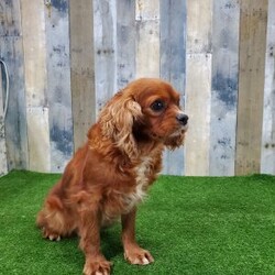 Gary/Cavapoo									Puppy/Male	/6 Weeks,Meet Gary, the cutest, most playful puppy you will find. He loves to run and play with children. Gary is vet checked, up to date on all vaccinations and is dewormed. He comes with a 30 day health guarantee and a 1 year genetic guarantee. Please call or text Joe to adopt Gary today. Or any other questions you might have. All Sunday calls will be returned Monday’s.
