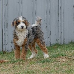 Eden/Mini Bernedoodle									Puppy/Female	/10 Weeks,Say hello to Eden! She is a totally adorable Mini Bernedoodle puppy! We estimate her to be around 45lbs full grown. You can find more info on our website for Dream Villa Pets!