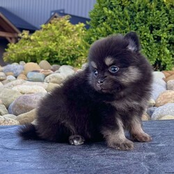 Shadow/Pomeranian									Puppy/Male	/5 Weeks