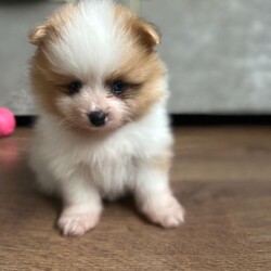 Adopt a dog: (1 girl and 3boys) Beautiful Pomeranian Puppie – THEY ARE READY TO LEAVE FROM AUGUST 28th /Pomeranian/Female/Sex: Mixed Litter,THEY ARE READY TO LEAVE FROM AUGUST 28th 2026   Beautiful Pomeranian Puppies –