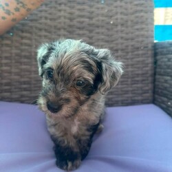 yorkiepoo/Yorkshire Terrier/Female/Sex: Mixed Litter,my beautiful girl yorkshire terrier miley has given me 5 stunning puppies  2 black bitches 2 merele dogs and 1 black dog dad is a miniature poodle this energetic litter have great personalitys they love running around with children or sitting on your lap for cuddles these curly puppies are ideal for dog lovers with allergies with there hypoallergenic fur they will come vet checked micro chipped flead wormed 1st vaccination if your ready for your next best friend to play ball with please get in touch 1 light silver merle boy 1 Black boy 1 Black bitch available 