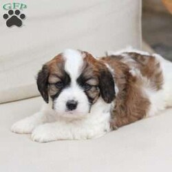Kingston/Cavachon									Puppy/Male	/June 27th, 2026,Kingston is one of four in his litter, with an approximate adult weight of 12 to 18 lbs  .