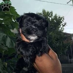 Chloe/Yorkie									Puppy/Female	/7 Weeks, Chloe | KB Black Teacup Yorkie Sweet, petite, and absolutely adorable! Chloe is a loving little girl with a big personality, looking for her perfect forever home.