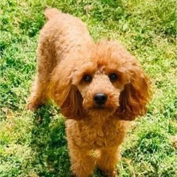 Adopt a dog:Kc registered toy poodles /Poodle/Female/Sex: Mixed Litter,Kc registered flea wormed 1st injection health checked as well as mum and dad puppy pack microchipped too ready to leave in 2 week