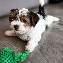 Adopt a dog:Gorgeous Tiny Biewer Yorkshire Terrier Puppies/Biewer Terrier/Female/Sex: Mixed Litter,Beautiful Biewer Yorkshire Terrier Puppies – 1 Girls and 1 Boys Available in Telford