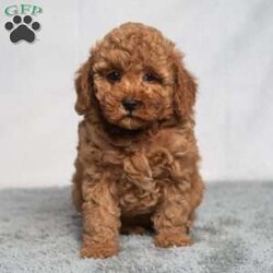 Quest/Cavapoo									Puppy/Female	/9 Weeks,Hello, this is Quest! Are you looking for a puppy with a bit of spark? Look no further than Quest as she seems to be quite the feisty puppy for her small age! She will bring you joy! 