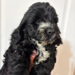 Adopt a dog:F1 Cockapoo Puppies Health Tested Parents /Cockapoo/Female/Sex: Mixed Litter,We have a beautiful litter of F1 Cockapoo puppies, born 18th June 2026, 2 girls and 1 boy