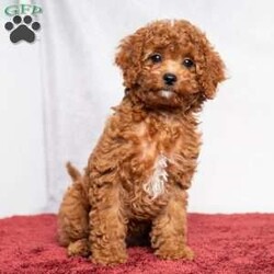 Opal/Cavapoo									Puppy/Female	/11 Weeks,Opal is a cute little Cavapoo looking for her forever home! She is a laid-back puppy with a sweet personality. Have you decided to add some sweetness to your home? Then look no further than this sweetheart! 