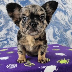 Fluffy French bulldog/French Bulldog/Female/Sex: Mixed Litter,These fluffy frenchies are fully vaccinated and socialised with other dogs and children. They each have their own personalities and are looking for the perfect family to be a part of.