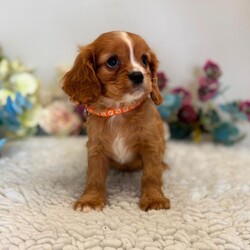 King Charles cavalier spaniel pups /Cavalier King Charles Spaniel/Female/Sex: Mixed Litter,My beautiful litter of King Charles cavalier puppies are looking to go to there new homes from the 12th of august we have both girls and boys still available they will go away vet checked 1st vaccination microchipped and wormed up to date and a little puppy pack if you would like to arrange a viewing or have further questions please call or text thanks for looking 
