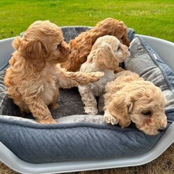 Adopt a dog:F1 Cockapoo pups/Cockapoo/Female/Sex: Mixed Litter,Our beautiful Bailey has had a litter of 4 pups, 3 boys (x2 cream x1 red) and 1 red girl. *** 2 CREAM BOYS REMAINING *** Puppies are vaccinated, vet checked, wormed and microchipped. Bailey is a cockapoo and the father of the pups is a toy miniature poodle (both can be seen in pics). These pups will not shed any hair. They are ready to leave for their forever new homes. Feel free to ask any questions.