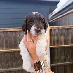  Beautiful F1 Sproodle Puppies /Sproodle/Female/Sex: Mixed Litter, Beautiful F1 Sproodle Puppies (Sprocker Spaniel × Miniature Poodle) 