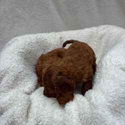 Adopt a dog:Cavapoo puppies/Cavapoo/Female/Sex: Mixed Litter,Welcome to these totally stunning beautiful Cavapoo puppies who are dark ruby red mam is a cavalier King Charles who has done the most amazing job in raising her babies to just be like her gentle in every way and loves cuddles and play they have the most amazing coats with beautiful curls which come from mam and dad . Dad is a miniature poodle who was red in colour and had the most amazing nature about him and with poodles being hypoallergenic and none shedding these coats and curls have to be seen to be believed they will be vaccinated and flead and wormed by the vet and microchipped and health checked aswell we can facilitate video calls and private viewings aswell they will leave with a puppy pack and a lifetime of support xxc