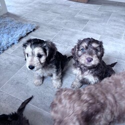 Adopt a dog:Cockapoo puppies ready to leave 3 left /Cockapoo/Female/Sex: Mixed Litter,*updated. All pups has had health check, vaccine & chipped. Ready to leave