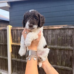  Beautiful F1 Sproodle Puppies /Sproodle/Female/Sex: Mixed Litter, Beautiful F1 Sproodle Puppies (Sprocker Spaniel × Miniature Poodle) 