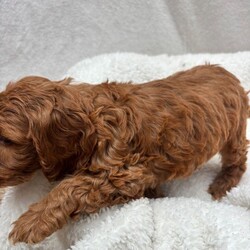 Adopt a dog:Cavapoo puppies/Cavapoo/Female/Sex: Mixed Litter,Welcome to these totally stunning beautiful Cavapoo puppies who are dark ruby red mam is a cavalier King Charles who has done the most amazing job in raising her babies to just be like her gentle in every way and loves cuddles and play they have the most amazing coats with beautiful curls which come from mam and dad . Dad is a miniature poodle who was red in colour and had the most amazing nature about him and with poodles being hypoallergenic and none shedding these coats and curls have to be seen to be believed they will be vaccinated and flead and wormed by the vet and microchipped and health checked aswell we can facilitate video calls and private viewings aswell they will leave with a puppy pack and a lifetime of support xxc