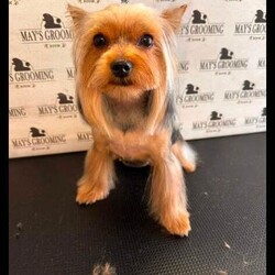 Yorkshire terrier puppies ( 2 Left )/Yorkshire Terrier/Female/Sex: Mixed Litter,We're happy to announce that welcomed a litter of 3 beautiful puppies 2 boys 1 girl. They will be ready to new home now. They are helthy,very active and independent from mum now.