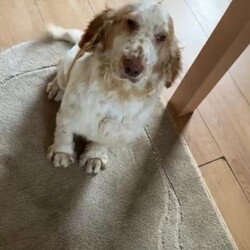 1 cocker poo female puppy /Cockapoo/Female/Sex: Mixed Litter,We have four adorable cockapoo puppies, three females and one male they are almost 8 weeks ready for a new home mom is red and white show type Cocker that is a red Poodle