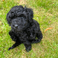 Toy poodles /Toy Poodle/Female/Sex: Male,Proud to announce my beautiful girl peach has had 2 Beautiful boys that have been Brought  up in a loving family home I'm only looking for the best homes for our puppies as they love company of people and are deserving of a lot of time love care and attention. puppies are regularly wormed vet checked mum and dad are both health tested Mum is the sweetest girl, who is very fit & healthy. She is so sweet and happy and She's so clever and so affectionate she loves people of all ages especially children 