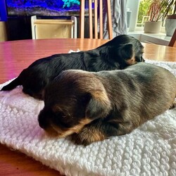 Purebred Yorkshire Terrier Puppies (Yorkie) - available /Yorkshire Terrier/Female/Sex: Mixed Litter,3 beautiful Yorkie puppies. Born on 15th July and ready to leave on 9th September.