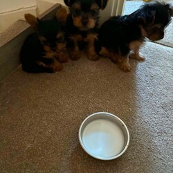 Yorkshire terrier puppies ( 2 Left )/Yorkshire Terrier/Female/Sex: Mixed Litter,We're happy to announce that welcomed a litter of 3 beautiful puppies 2 boys 1 girl. They will be ready to new home now. They are helthy,very active and independent from mum now.
