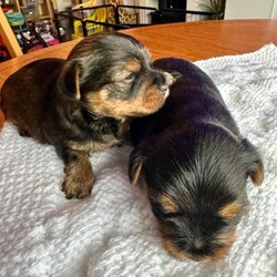 Purebred Yorkshire Terrier Puppies (Yorkie) - available /Yorkshire Terrier/Female/Sex: Mixed Litter,3 beautiful Yorkie puppies. Born on 15th July and ready to leave on 9th September.