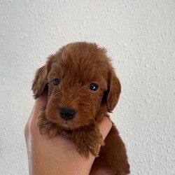 *Health tested F1 Cockapoo Puppies*/Cockapoo/Female/Sex: Mixed Litter,Our beautiful KC registered Cocker Spaniel Ginny (Kenzduo My Little One) has had a wonderful litter of 8 Cockapoo puppies to KC registered Mini Poodle Murphy (Banklin River Bank Red Rose).