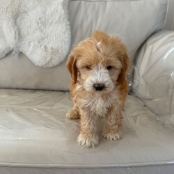 1 cocker poo female puppy /Cockapoo/Female/Sex: Mixed Litter,We have four adorable cockapoo puppies, three females and one male they are almost 8 weeks ready for a new home mom is red and white show type Cocker that is a red Poodle