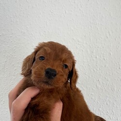 *Health tested F1 Cockapoo Puppies*/Cockapoo/Female/Sex: Mixed Litter,Our beautiful KC registered Cocker Spaniel Ginny (Kenzduo My Little One) has had a wonderful litter of 8 Cockapoo puppies to KC registered Mini Poodle Murphy (Banklin River Bank Red Rose).