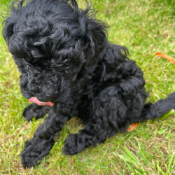 Toy poodles /Toy Poodle/Female/Sex: Male,Proud to announce my beautiful girl peach has had 2 Beautiful boys that have been Brought  up in a loving family home I'm only looking for the best homes for our puppies as they love company of people and are deserving of a lot of time love care and attention. puppies are regularly wormed vet checked mum and dad are both health tested Mum is the sweetest girl, who is very fit & healthy. She is so sweet and happy and She's so clever and so affectionate she loves people of all ages especially children 