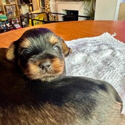 Purebred Yorkshire Terrier Puppies (Yorkie) - available /Yorkshire Terrier/Female/Sex: Mixed Litter,3 beautiful Yorkie puppies. Born on 15th July and ready to leave on 9th September.