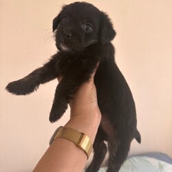 Cockapoo mix puppies/Cockapoo/Female/Sex: Male,Cockapoo mix with Norfolk Terrier. One boy & Three girls left . Five weeks old ..  ready for their forever home 29 th August. 
