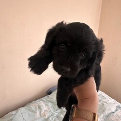 Cockapoo mix puppies/Cockapoo/Female/Sex: Male,Cockapoo mix with Norfolk Terrier. One boy & Three girls left . Five weeks old ..  ready for their forever home 29 th August. 