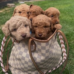 Adorable f2 cockapoo/Cockapoo/Female/Sex: Mixed Litter,(2x Red Curly Boys remaining)  We have a gorgeous litter of 5 Cockerpoo babies looking for their own family home.  Both parents are fully vaccination and wormed up to date, also health checked. All pups will be, flead, wormed, microchipped. Both parents are very good temperament, love other dogs, love children and walks. 