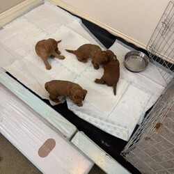 Adorable Cavapoo Puppies ready next 14/8/Cavapoo/Female/Sex: Mixed Litter,Beautiful Ruby Red Cavapoo Puppies – 3 Boys & 1 Girl Available