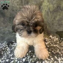 Bella/Shih Tzu									Puppy/Female	/10 Weeks, Meet Bella Bella is a tiny, adorable brown-and-white baby girl with the cutest little face! She may be small, but she has a sweet personality that will steal your heart. She has a beautiful fluffy coat, big bright eyes, and an irresistible teddy-bear look. Bella loves attention, cuddles, and playing. She would make the perfect little companion for a loving family. Girl Puppy Brown & White Tiny & Adorable Sweet & Playful Looking for her forever home Bella is a little bundle of cuteness!