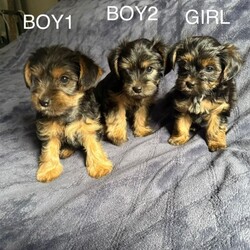 3 Beautiful Yorkshire Terrier for sale/Yorkshire Terrier/Female/Sex: Mixed Litter,Here we have 3 Yorkshire Terrier Puppies looking for a loving home.