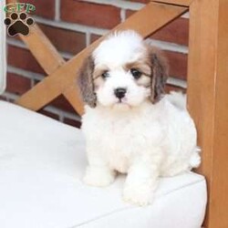 Jackson/Cavachon									Puppy/Male	/June 27th, 2026,Jackson is one of four in his litter, with an approximate adult weight of 12 to 18 pounds .